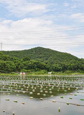 天然淡水珍珠蚌自己开蚌取珠爱迪生直播间河蚌多珠活蚌取珠鲜活蚌
