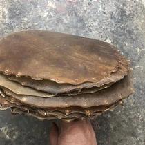 New products Hot selling drum leather thickened scallops Drum Leather Yellow Bull Peel Drum Face of the Lion Drum Cricket Drum drum Drum Drum Leather