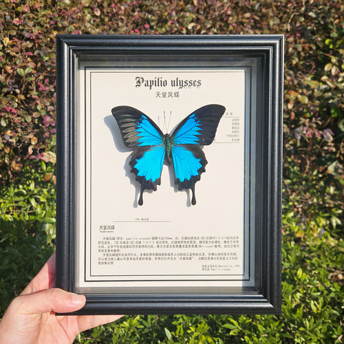 大蓝闪蝶标本蝴蝶摆件天然真昆虫稀有进口真蝴蝶情人礼物天堂凤蝶 - 图1