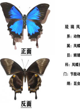 天堂凤蝶真蝴蝶标本工艺品