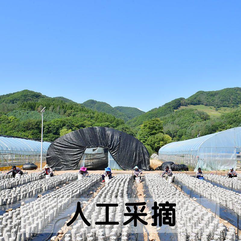  美焰山黑木耳