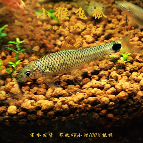小猴飞狐黑线飞狐水草缸除黑毛藻强力除藻工具鱼一线飞狐金线活体 - 图3