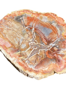 天然木化石切片树化玉原石切片风景石景观奇石茶杯垫底座家居摆件