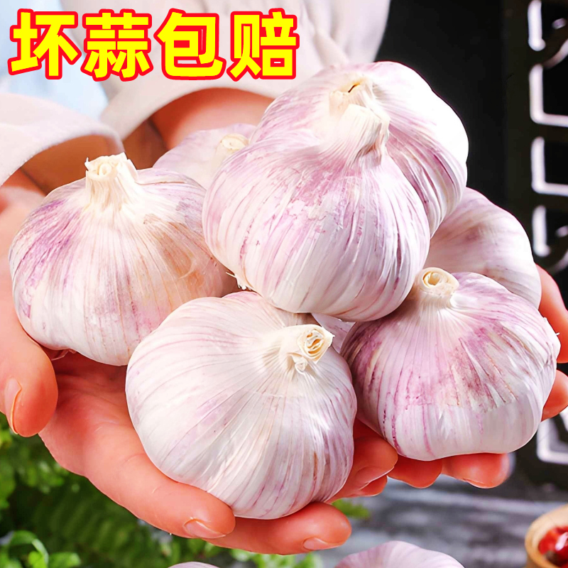 云南新鲜大蒜干蒜头5斤特大整箱紫皮大蒜多瓣蒜种子蒜批发10包邮