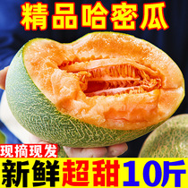 Аутентичный Хайнань Хамегуа 10 катать на территории свежих фруктов Xizhou honey melon 25 Old Han melon 1 целая коробка чистого зерна сладкого мела