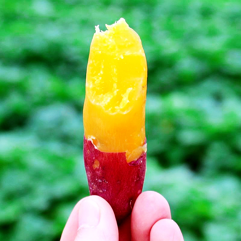  黄六爷四季鲜番薯