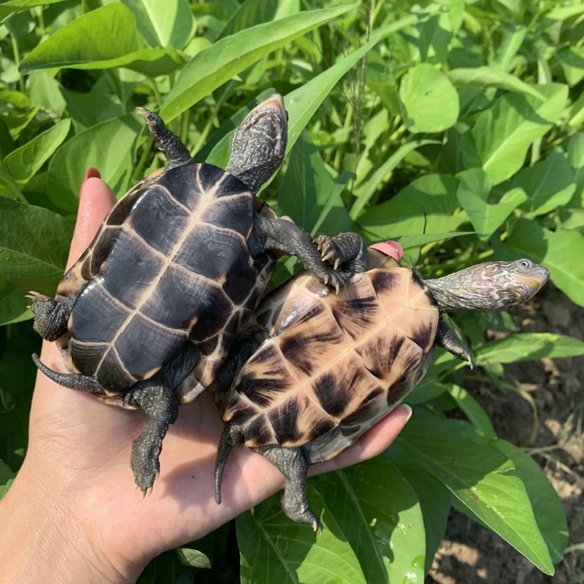 草龟乌龟活物小乌龟活物中华草龟草龟活物墨龟水龟宠物龟观赏龟,淘宝优惠券,粉丝福利购,淘宝优惠卷