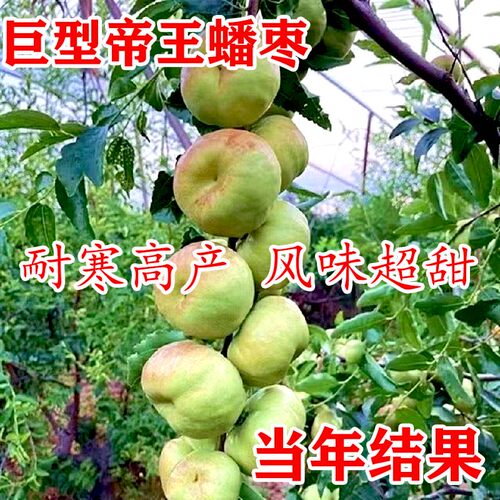 枣树活苗新品种特大帝王蟠枣树苗南北方四季种植果树树苗当年结果 - 图0