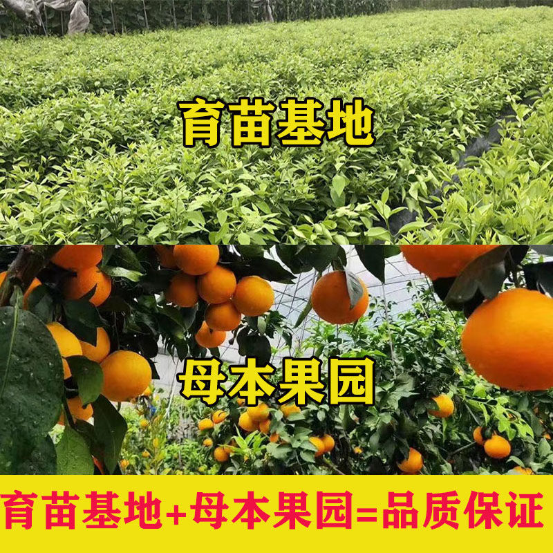 四川爱媛38号果冻橙树苗嫁接果树苗象山28号红美人柑橘苗橘桔子树 - 图1