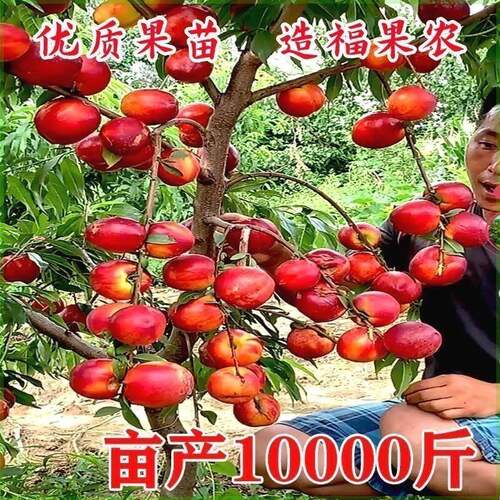 早熟新品种油桃苗特大脆甜盆栽地栽南北方种植当年结果嫁接桃树苗 - 图3