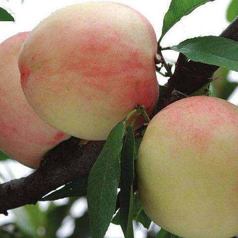 特早熟桃树苗红肉白花桃树苗脆甜超大果南方北方种植地栽当年结果,淘宝优惠券,粉丝福利购,淘宝优惠卷