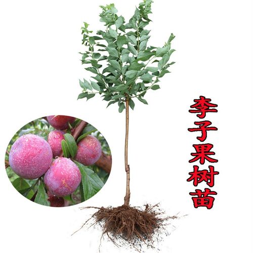 巫山脆李子树苗新品种南方北方种植早熟特大恐龙蛋嫁接晚熟无核青 - 图3