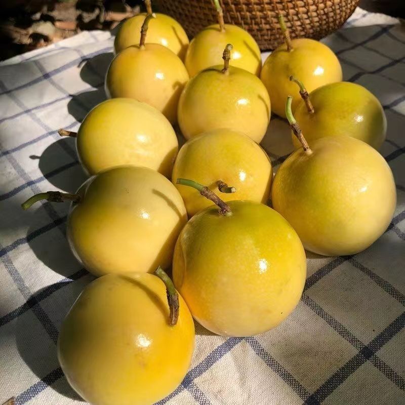 钦蜜9号百香果苗广西纯甜黄金树苗庭院盆栽种植当年结果带土四季