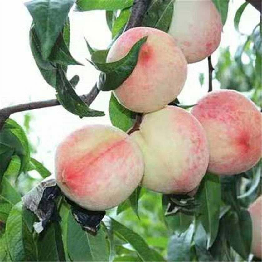 特早熟桃树苗红肉白花桃树苗脆甜超大果南方北方种植地栽当年结果,淘宝优惠券,粉丝福利购,淘宝优惠卷