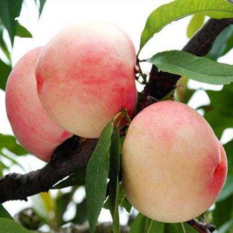 特早熟桃树苗红肉白花桃树苗脆甜超大果南方北方种植地栽当年结果,淘宝优惠券,粉丝福利购,淘宝优惠卷