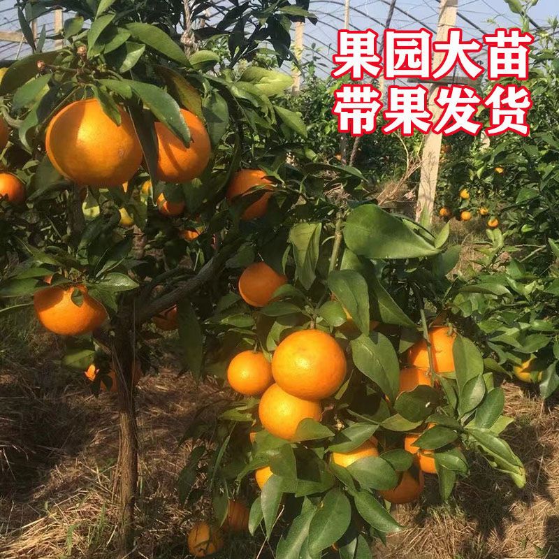 四川爱媛38号果冻橙树苗嫁接果树苗象山28号红美人柑橘苗橘桔子树 - 图2