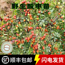 High Yield Biren Medicinal Acid Date Tree Live Miao Monshan Wild Wild Dates Ren Miao South Northern Cultivation of Jin Acid 3 Land