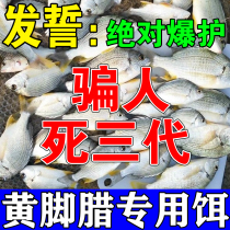 Yellow Footed Bait Sea Fishing Black Yellow Fin Standing Snapper Shallow Sea Domain Wild Fishing Main Tapping Yellow Fin Snapper special small medicine beating cohort