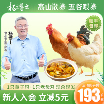 Dr. Yang Wannan Native Chickens are scattered and old hens fresh and now kill off the ground chickens Chickens Pregnant pregnant women Yuji chicken whole only