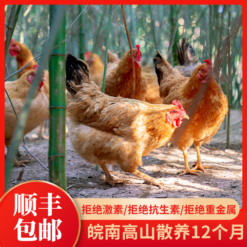 杨博士土鸡老母鸡月子鸡走地鸡草鸡安徽皖南深山散养新鲜现杀整只
