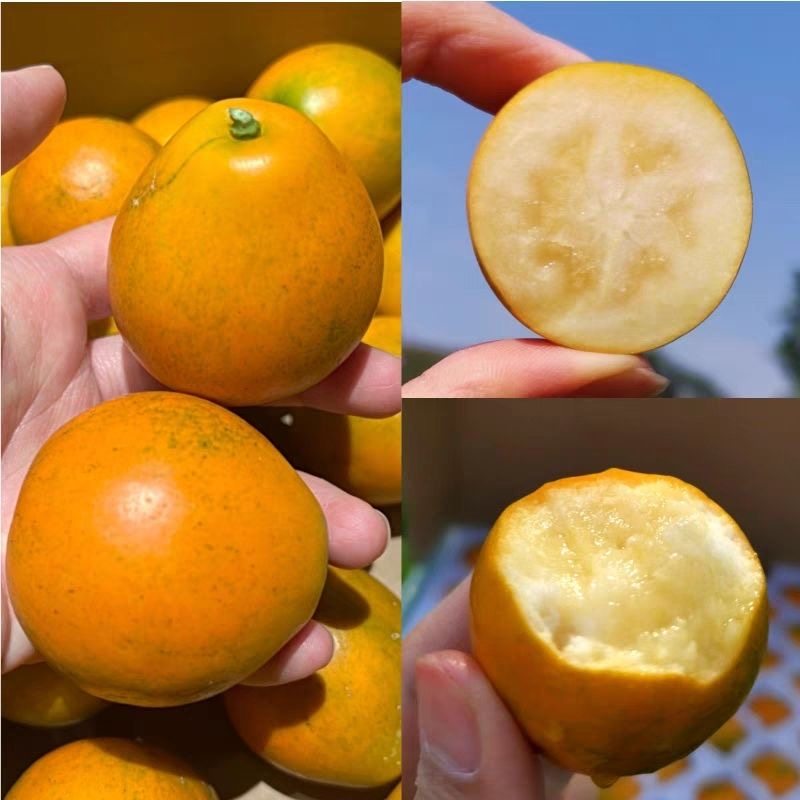 正宗第三代金桔广西融安脆蜜金柑纯甜鲜果水果无籽包装整箱礼盒,淘宝优惠券,粉丝福利购,淘宝优惠卷