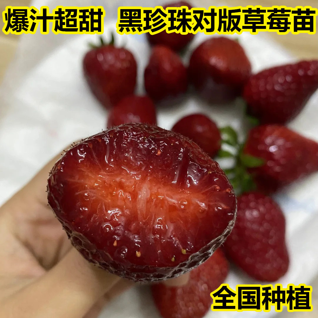 超甜黑珍珠草莓苗四季结果树苗室内奶油盆栽草莓秧红颜阳台庭院,淘宝优惠券,粉丝福利购,淘宝优惠卷