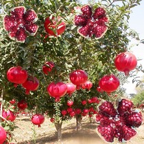 Pomegranate Tree Courtyard Villa Mega Fruit Tree Fruit Fry Potted Ground Planting South North Cultivation The Year Results Big Fry