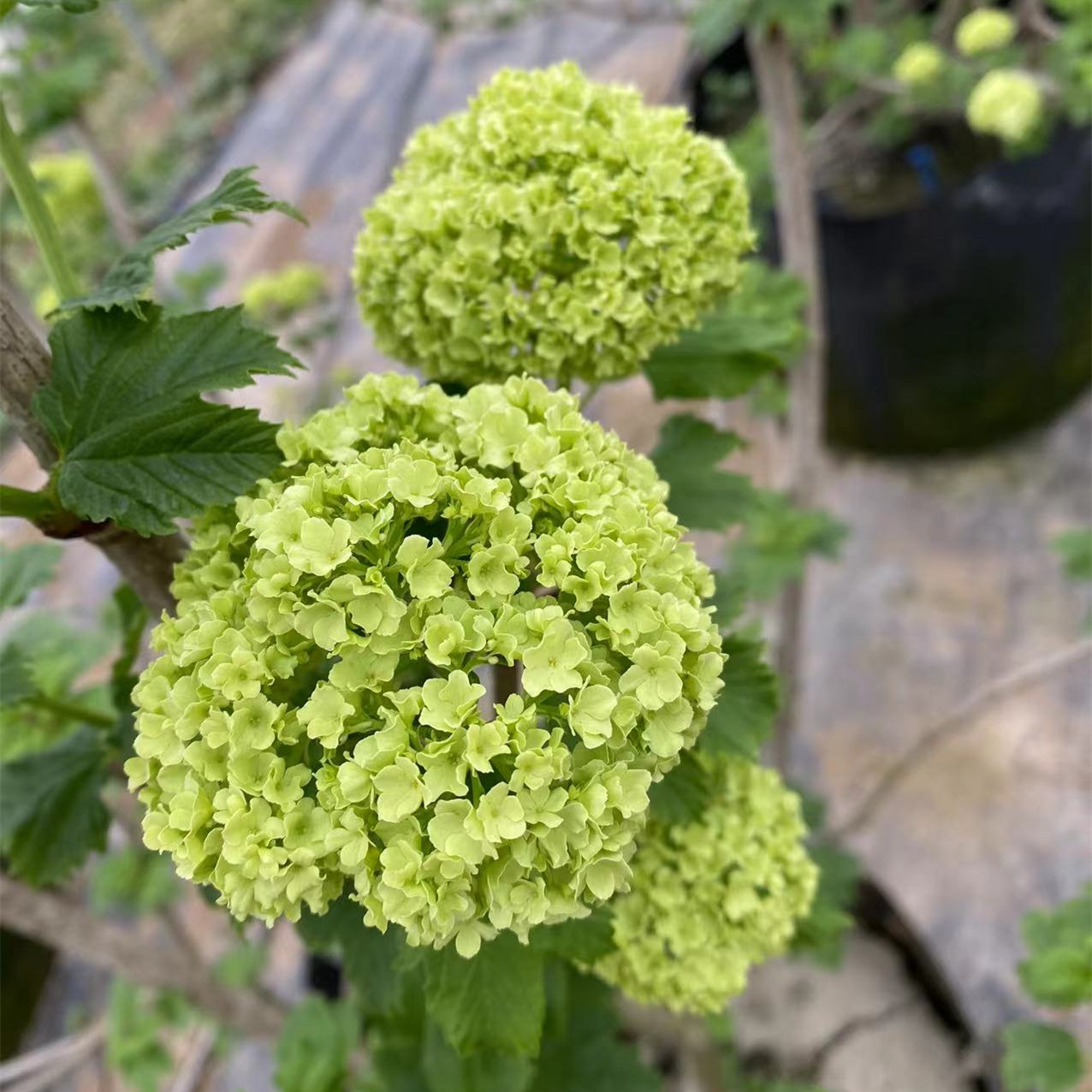 欧洲玫瑰绣球花苗盆栽花卉阳台庭院地栽树苗耐热耐寒多花欧洲木绣-图0