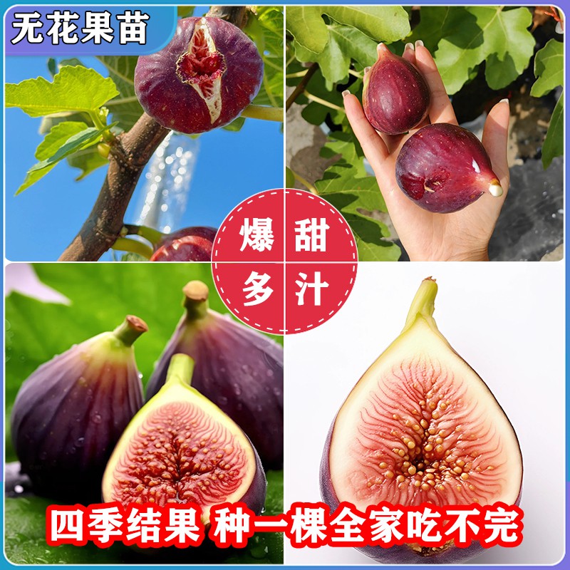 无花果树苗盆栽水果苗四季特大波姬红南北方阳台种植地栽当年结果 - 图2