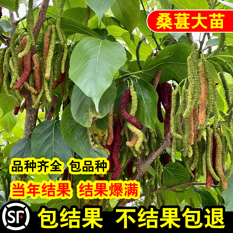 正宗桑葚树苗嫁接桑树苗大叶盆栽地栽果桑苗南北方四季种植桑树苗 - 图0