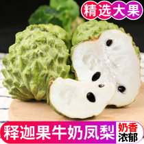Guangxi Sakya Fruit Fresh Fruit Pineapple Milk Biome Lychee Straight Hair 5 Catty Fruits 3 Buddhlin Fruits