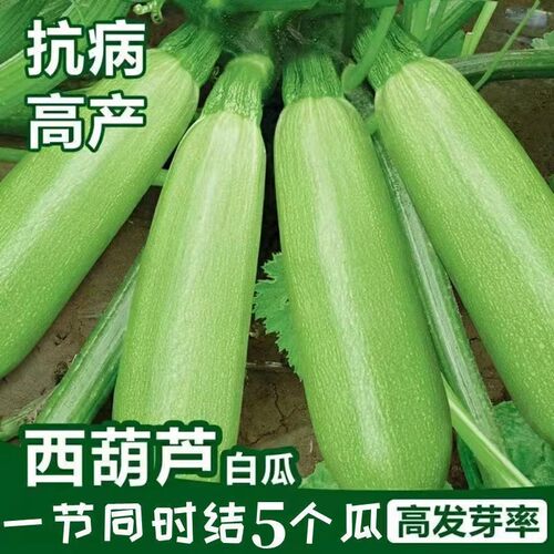 早青西葫芦种子嫩南瓜春季高产易播种植盆栽阳台疏蔬菜农家作物籽 - 图2