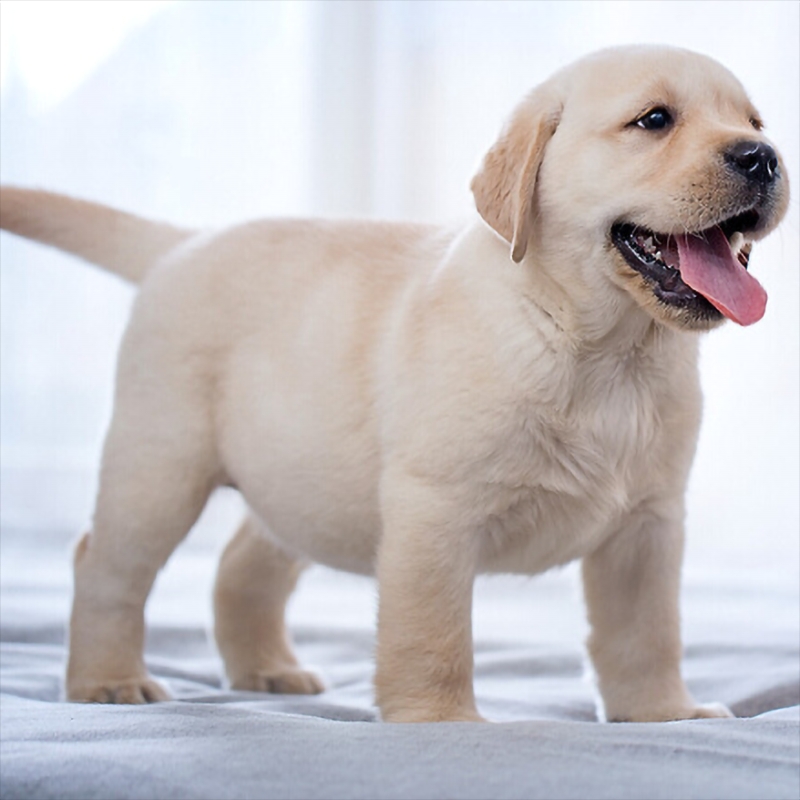 [浙江犬舍]拉布拉多幼犬小中大型宠物真物狗狗家养神犬小七小狗 - 图0