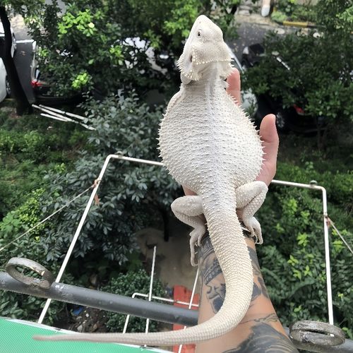 鬃狮蜥蜴 宠物幼体入门级爬宠异宠温顺不咬人柑橘wit红系超白蜥蜴 - 图2