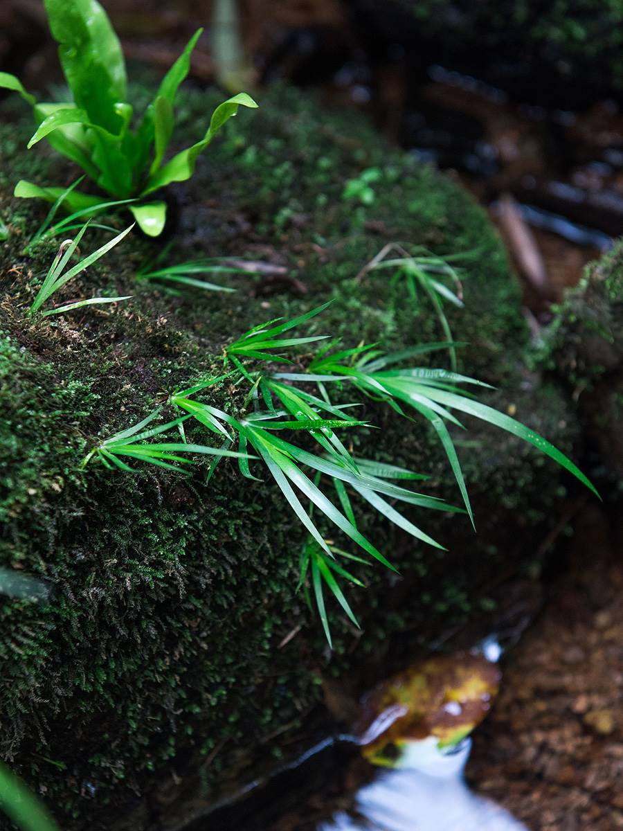 水菖蒲好养生态缸盆景假山附石水陆缸造景绿植室内微景观水培植物 - 图0