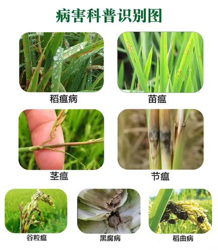 6%春雷霉素水稻稻瘟病软腐病角斑病春雷雷霉素春蕾霉素农药杀菌剂 - 图0
