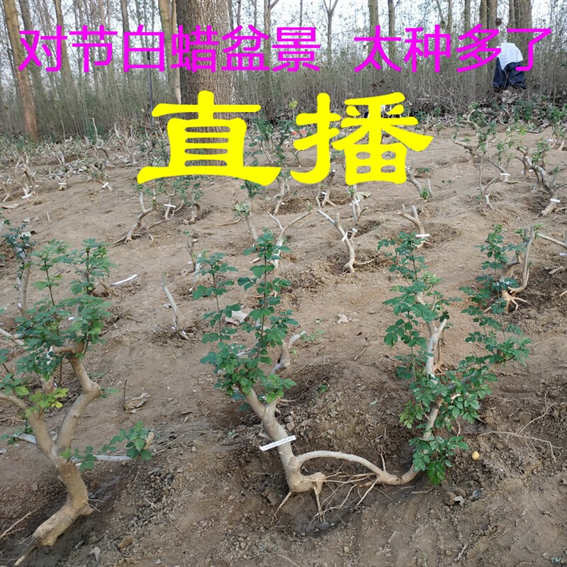 1对节白蜡盆景矮霸熟桩小老桩小树苗子对接白腊微型抱石式办公桌 - 图0