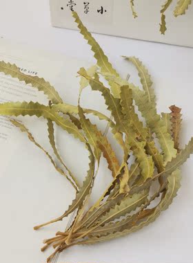 【班克木叶】天然进口植物叶子 自然凌乱风鱼缸造景植物标本收集