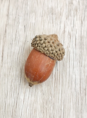 【橡果】天然真橡果籽森系饰品挂饰干花干果实橡果帽拍摄道具背景