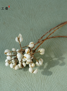 【小白果】天然植物干花干果手工diy材料插花标本乌桕果小白豆
