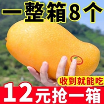 Now Picking Golden Huang Mango Mango Fresh 10 Jin Zhengzong When you should now pick up the tropical water Xianang Fruit Sweet Great Fruit Whole Box