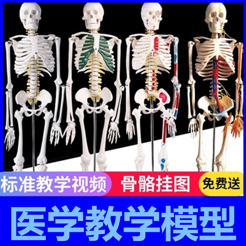 人体骨骼模型骨架迷你针灸结构小骷髅绘画中医穴位可拆卸清晰模特 - 图1