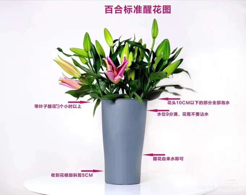 布拉格重瓣香水百合鲜花束云南直发鲜花基地鲜切花优雅精致复古 - 图2
