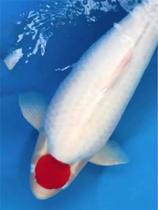 Pure breeder tanking carp live fish upscale ornamental fish for the head cold water fish Small fry Big brocade carp bag live fish