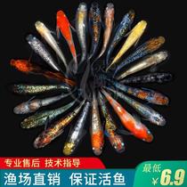 View Back Green Medaka Fish Eggs Hatching Cold Water Ornamental Fish Small Brocade Carp Freshwater Fish Aquatic Live Pets