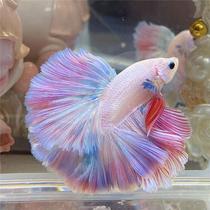 Thai fighting fish selected wedding dresses tail ornamental fish freshwater fish tropical fish tabletop small pets good to keep alive