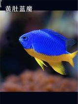 Green Magic Yellow Tail Blue Magma Three-point White Three Blue Velvet Magazine Snapper Snapper Small Seawater Fish Living Spectator