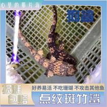 Dot Spotted Bamboo Shark Dog Shark Small Shark Fry Seawater Fish Ornamental Fish Small Shark to Home Vat Pet