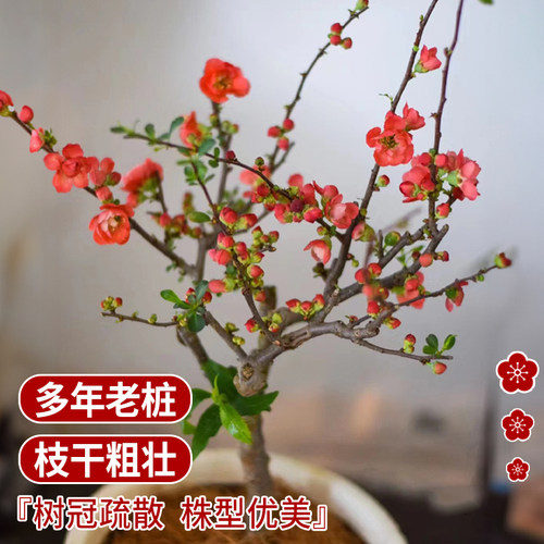 垂丝海棠花盆栽鲜花树苗盆景老桩花卉植物室内花绿植好养活室内 - 图1