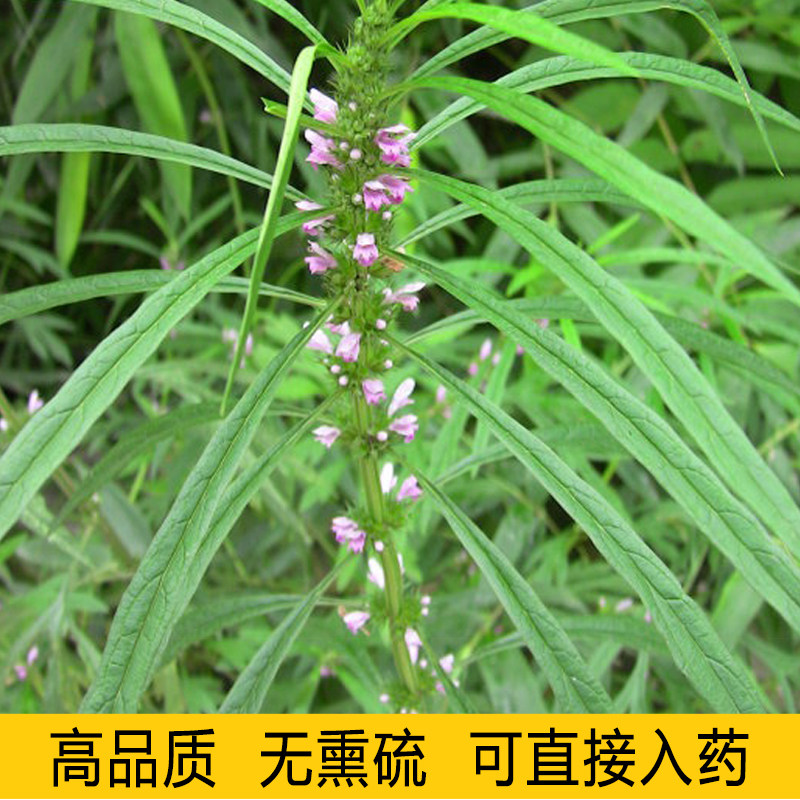 益母草种籽子中药材益母草种孑益母草种子蔬菜兽用盆栽当归黄芪